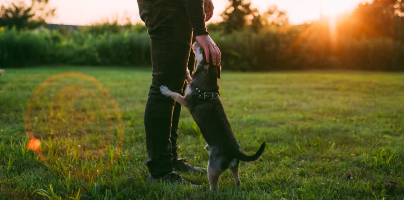 Ecco cosa si può fare con il proprio cane in zona rossa